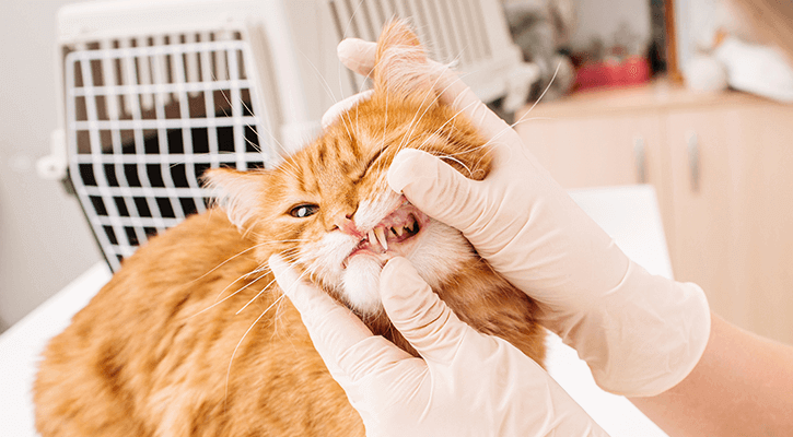 An orange cat having his teeth examined at a pet dental exam in Ypsilanti, MI
