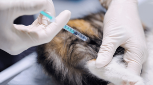 A pet receiving a vaccination at a veterinarian's office in Ypsilanti, MI