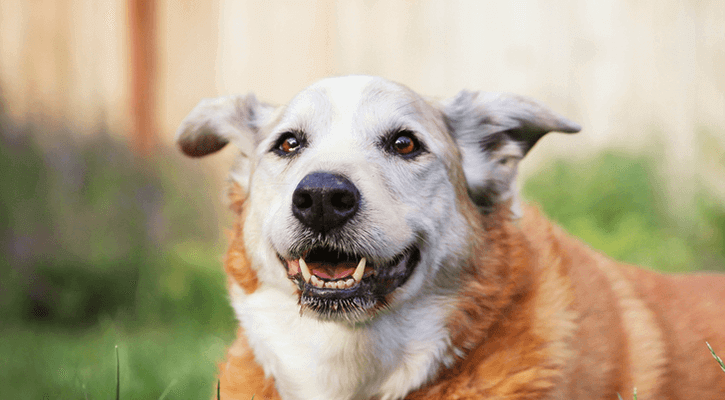 A happy dog sitting in an backyard after receiving a senior wellness exam in Ypsilanti, MI