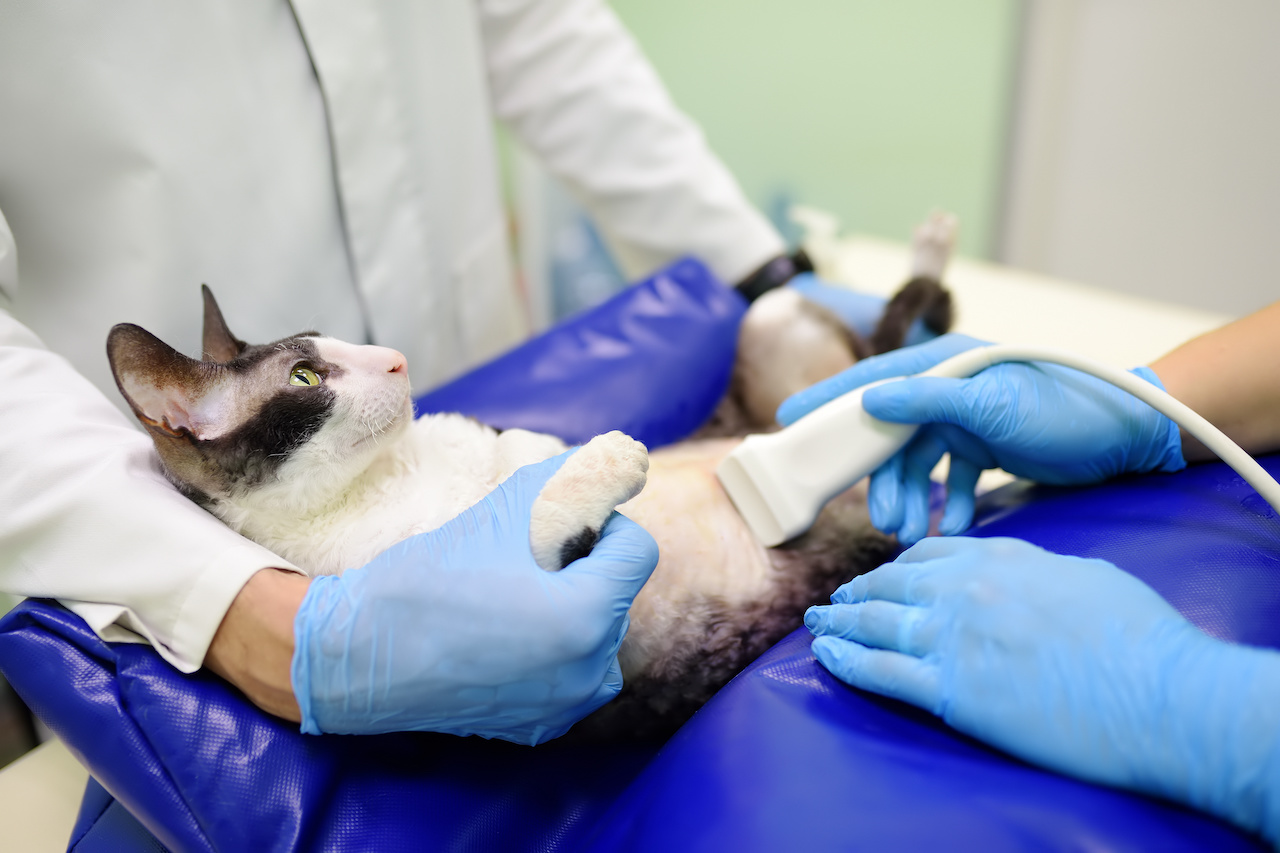 Cat having ultrasound scan in veterinary clinic. Health of pet. Care animal. Pet checkup, tests and vaccination in vet office.
